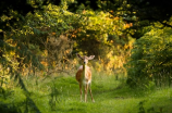 林深见鹿：大自然中隐藏的珍贵生物