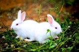 小兔子图片(可爱的小兔子图片，看上一眼就会爱上它们)